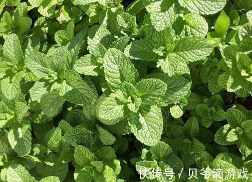 这5种花,家里不要随便养,小心泛滥成灾