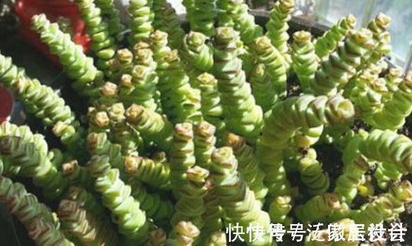 5种花卉自“带钱”,寓意美好招财进宝,有钱人家都会养几盆