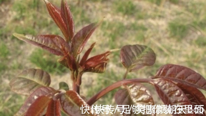苦瓜|蔬菜中公认最难吃的七种，如果全吃过的，只能说很服气了