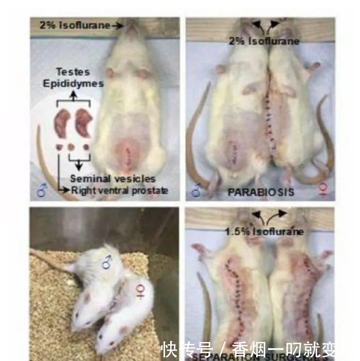 生崽|公鼠成功怀孕生崽,男人生孩子还远吗?