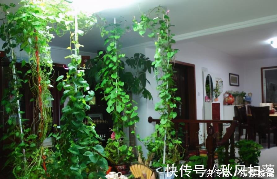 小森林|蔬菜中的“皇后”,比绿萝还好看,一个月长成小森林,天天炒菜吃