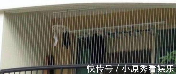 防盗网|头一次见阳台还能装这种防盗网，太聪明了，看完想回家砸了重装！