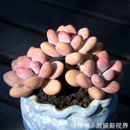 光棍树|养棵多肉美滋滋,谁知是家中潜藏的毒虫,不知道吃大亏!