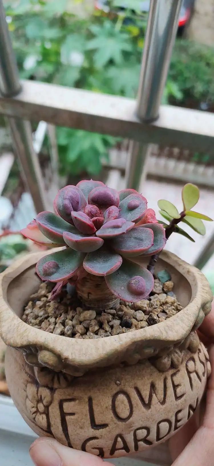 爱自己、爱家人、爱生活、爱多肉,因为有爱我便无惧风浪!