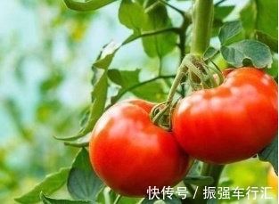 维生素c|西红柿的最佳搭配不是鸡蛋!加它一起吃,味道好还能增强抵抗力