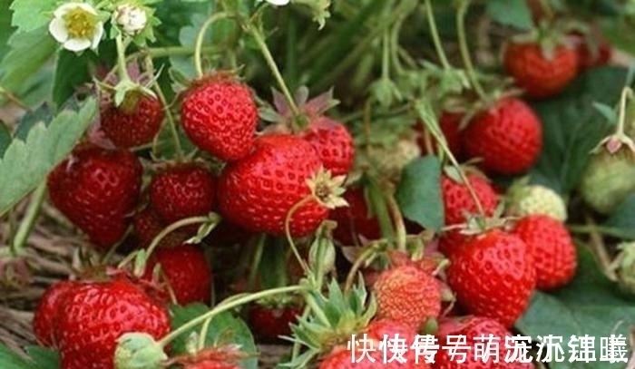 水果|3种水果中含有寄生虫,孩子再喜欢也要尽量少吃,不如多吃这几种