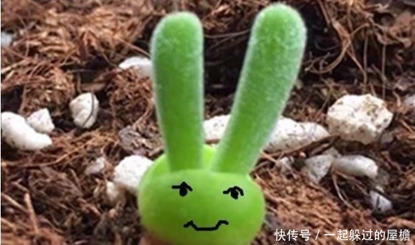 主人|此花就像熊猫的爪子,花语是珍贵,保佑主人一帆风顺!