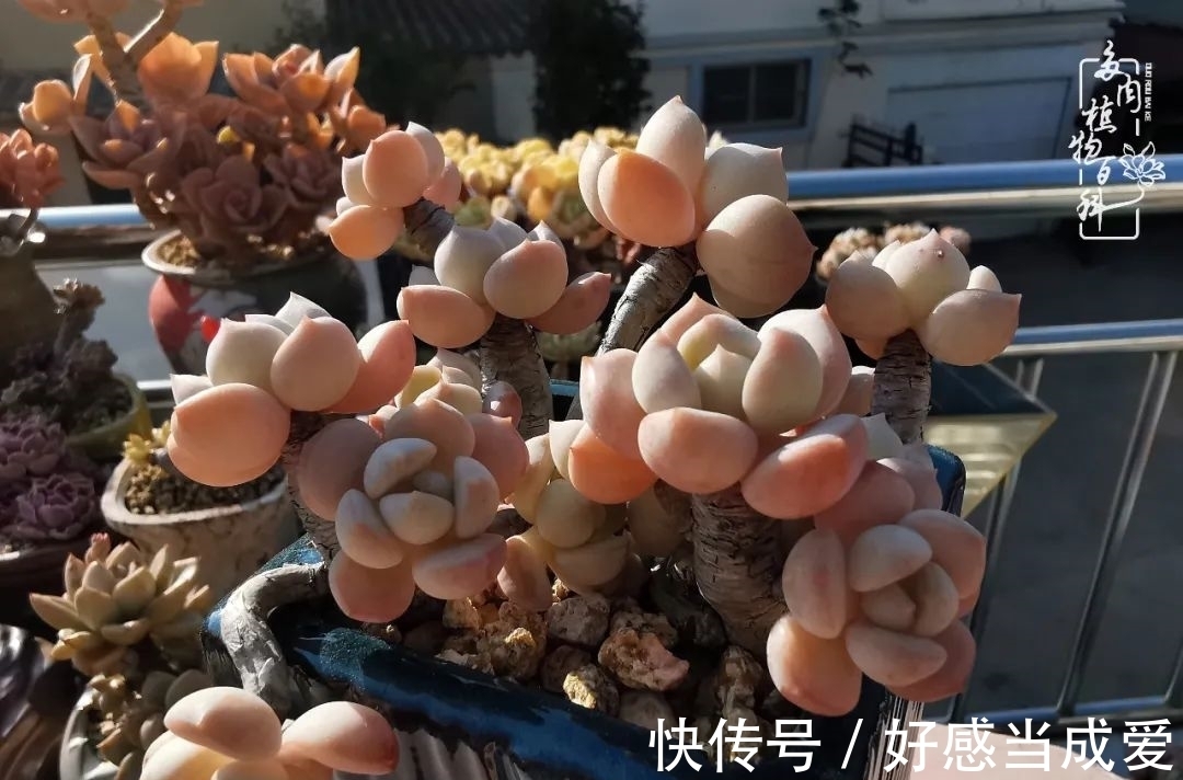 治愈之“肉”:愿所有的养肉人都被这些“胖子们”治愈