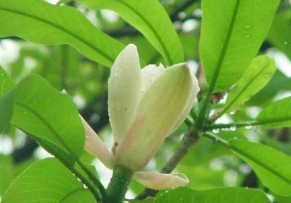 开花像玉兰，叶大荫浓凹缺，宛若枝枝大字毛笔，遇见请重视