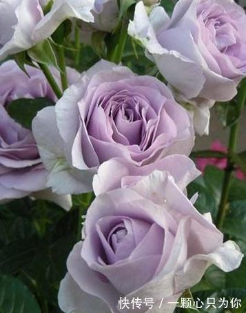 绿化带的月季没人管也开得很好,为啥自己家的月季就那么难养呢