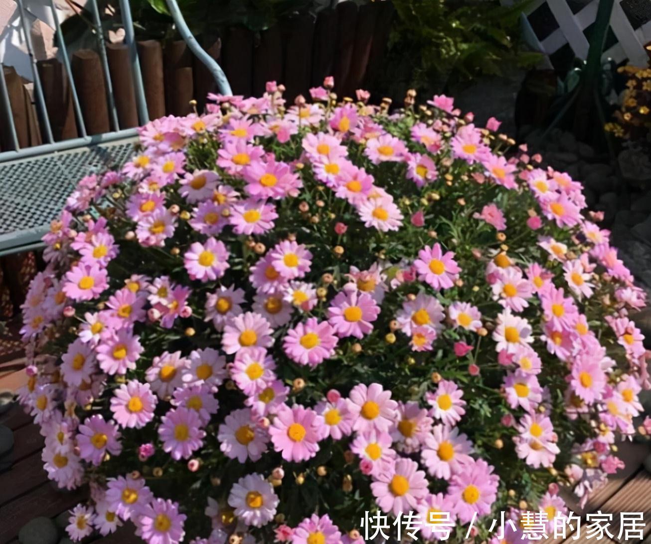 新芽|5种漂亮花,现在赶紧剪几刀,新叶新芽一起长,花朵轻松开满枝