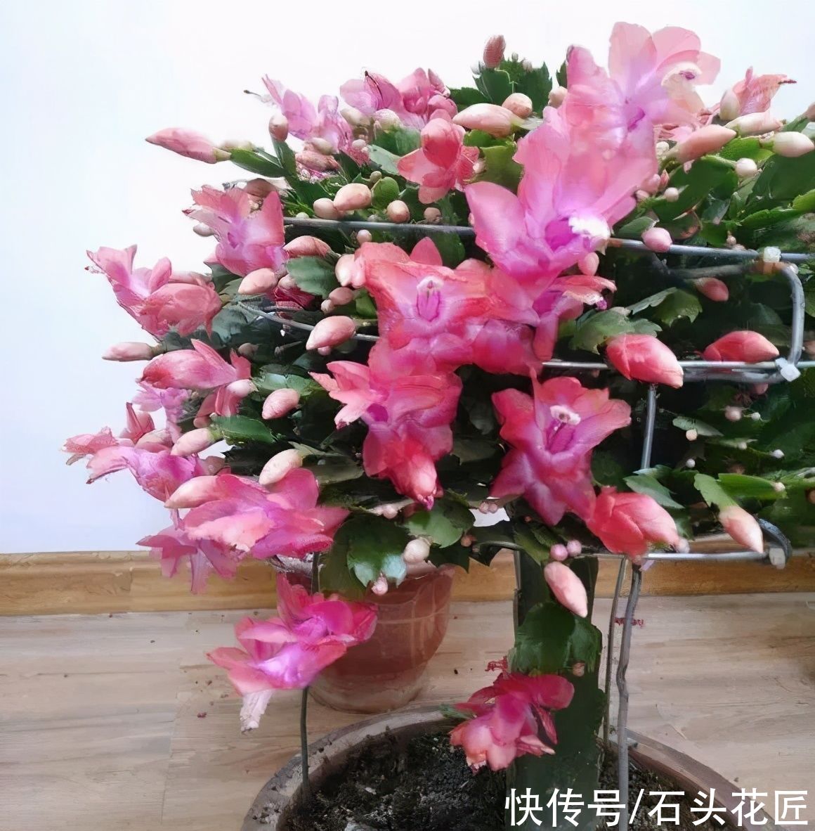 3月养蟹爪兰、长寿花，用对肥料、放对位置，新叶新枝能“翻倍”