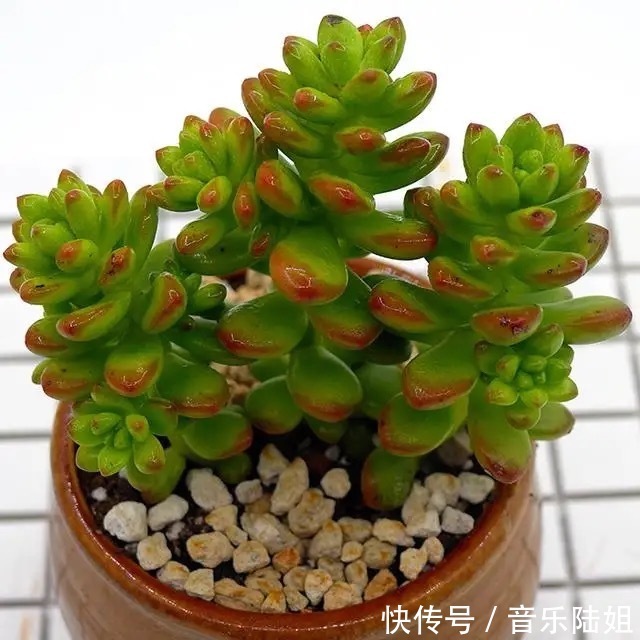 自带香气的松绿多肉,叶片肥美又好养,你喜欢吗
