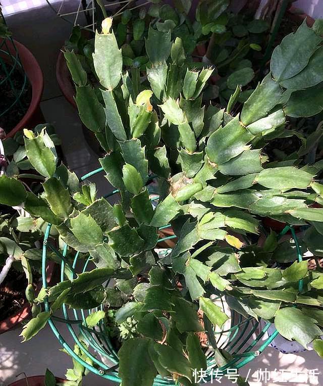 蟹爪兰|蟹爪兰掉叶子？2个“原因”解决好，叶子肥厚，度夏无压力