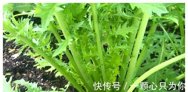 种植|农村8种含钙量高的蔬菜，多种多吃能补钙，营养价值高，记得收藏