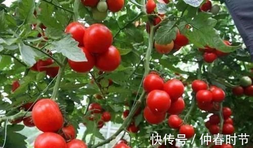 立秋后，这3种蔬菜不建议购买，我从不让家人吃，学会叮嘱家人