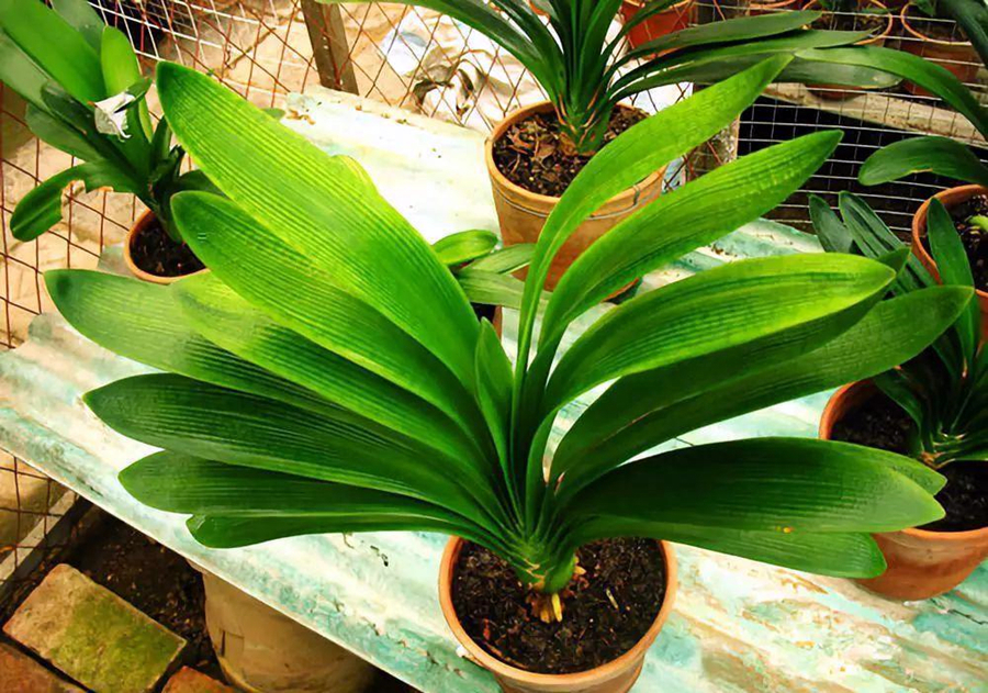 发育不良|君子兰催花有技巧,换盆会遇到什么问题,夹箭怎么处理