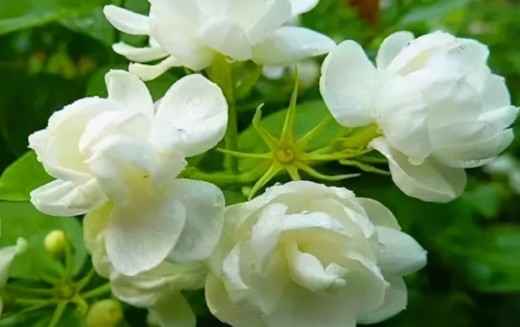 养颜|女性过40岁老的快,可以多吃3种食物,延缓衰老、排毒养颜