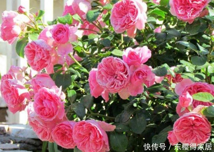 自带香味的“3种花”,家里摆1盆,花香四溢,花朵烂漫迷人