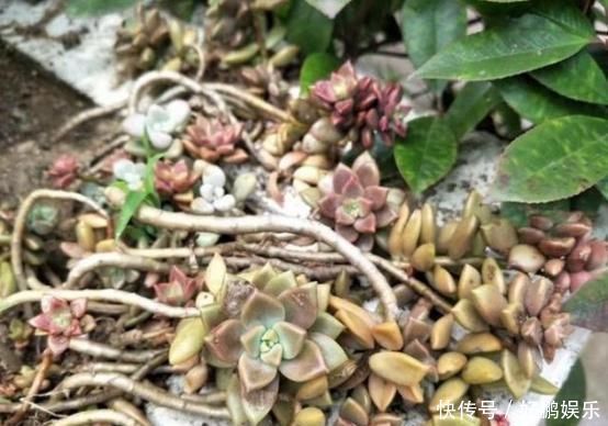 奶奶扔在院子里的多肉,几年没管,长成老桩美翻天,给钱都不卖