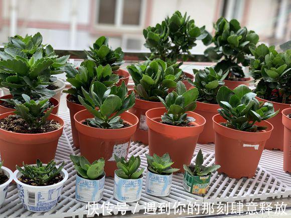 长寿花生虫没关系，3招就解决，啥虫都消灭，效果杠杠的