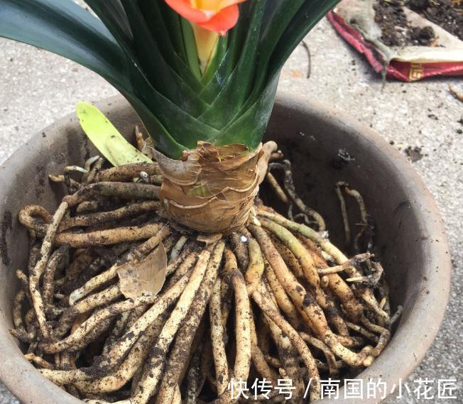 老花匠给君子兰换盆的口诀，句句在理，简单又易懂，看看没有坏处