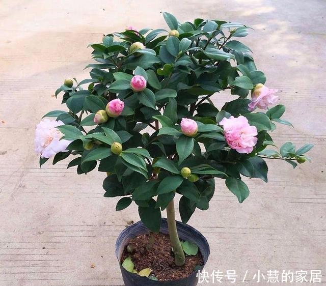 花市买茶花,回家一定要换土,“中间”有门道,不换土养不活