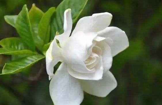 养花试试此几款，花开繁盛花香怡人，花大色艳很漂亮