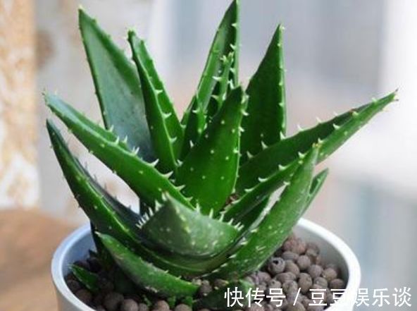 种花|3种花养卧室,促进睡眠质量,植株漂亮上档次,一觉睡到自然醒