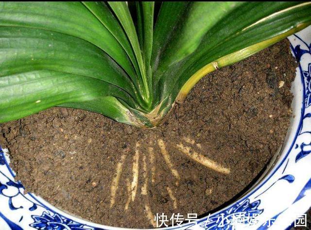 叶子|怎样让君子兰一年长出8片叶子？他的做法，值得我们学习