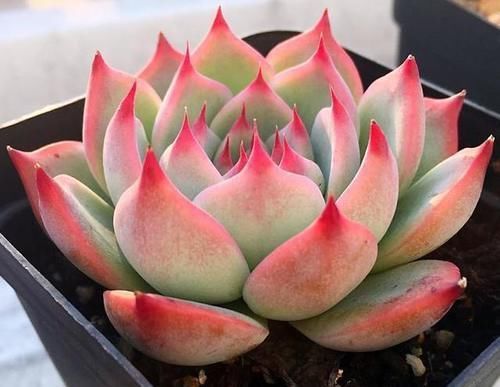 到了冬天,就对多肉不管不问?处理好3点,嗖嗖往外冒侧芽