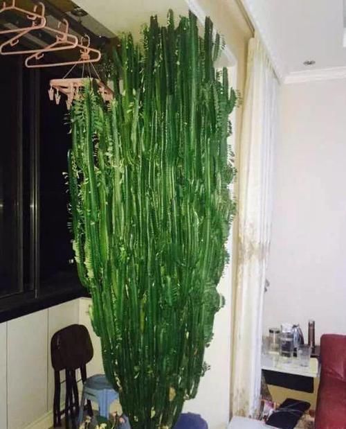 此6种花,给多少钱都不卖!个个都是养花牛人的杰作,价值上万