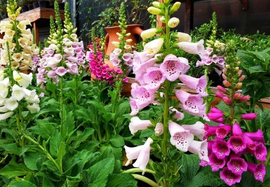 夏天花都蔫了不妨试试这5款小花,年年开花不断,花色多又艳