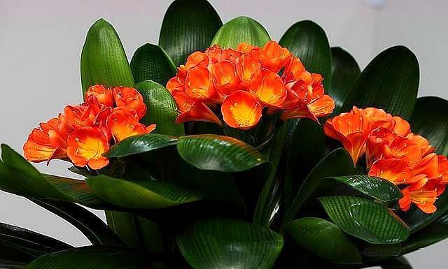 网购君子兰，换盆有“诀窍”，根系生长快，叶片肥厚根满盆！