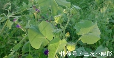 清热利湿|农村生长的一种野草,城里很少见,能入药治病,能清热利湿