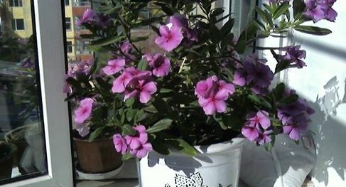 长春花|别再养那些“烂大街”的盆栽啦！选3种“花”，好养易开花！