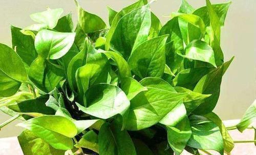 厨房|3种植物特能吸油烟,厨房养盆栽,怎能少得了“它们”