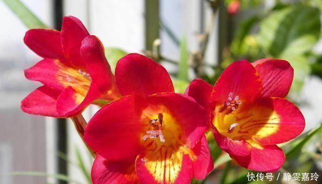 好养漂亮的“4种花”,阳台室内养一盆,浇水就长爆盆,开花不断