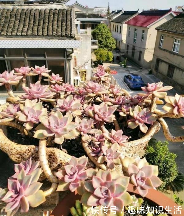 老桩|为数不多的好看又好养的多肉,不徒不挂活得久,3年成漂亮老桩!