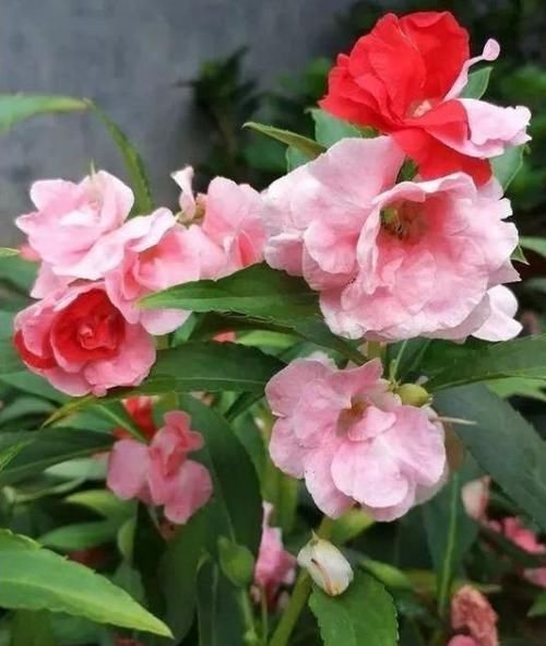 阳台就养这几朵花,花开不断并且漂亮花期还长,保证谁养谁喜欢