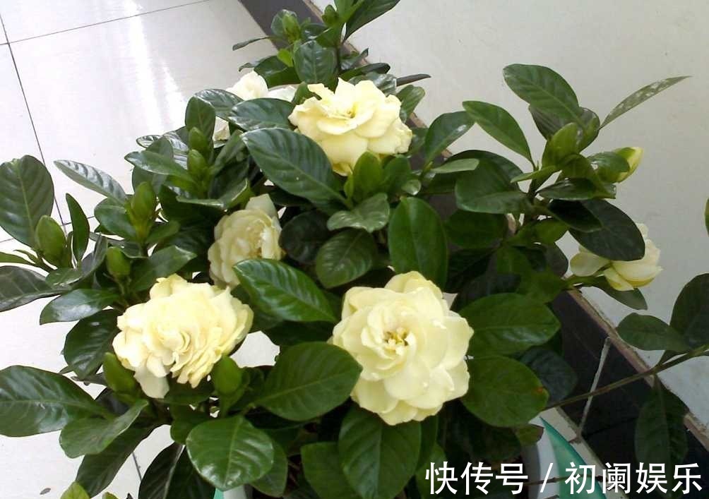 栀子花老爱长黄叶喷点“救命水”,叶子油绿窜花苞!