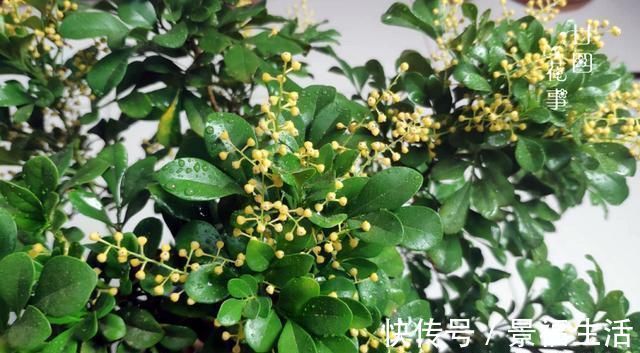 雨水|7种花夏天爱淋雨,越淋长得越欢,多淋几次,肥料都省了