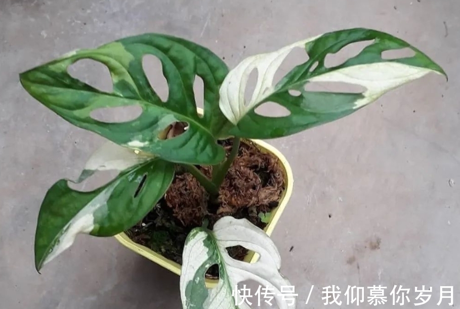 龟背竹养殖要领:居家盆栽牢记4点,茎干壮,叶子又大又绿