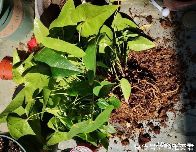 8种花，秋天翻盆顺便分株，一盆变多盆，明年光买盆就足够了