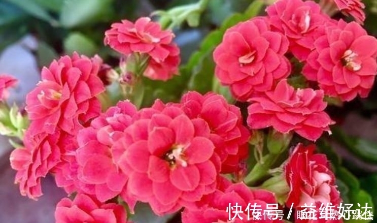 阳台上|4种花一养就养爆,开花不断,花朵多又艳,直接变成小花园