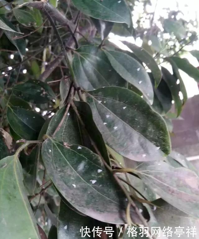 白虱粉|家里养花,生了这个世界性害虫,太难治,一招教你轻松根除白虱粉