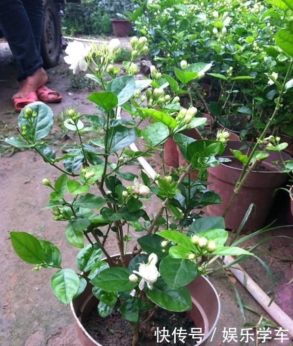 这“4种”绿植,卧室放一盆,助力好睡眠,轻松一整天!