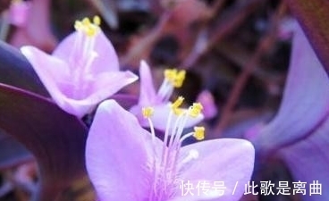 没人要的紫竹梅,也能养出高大上的感觉