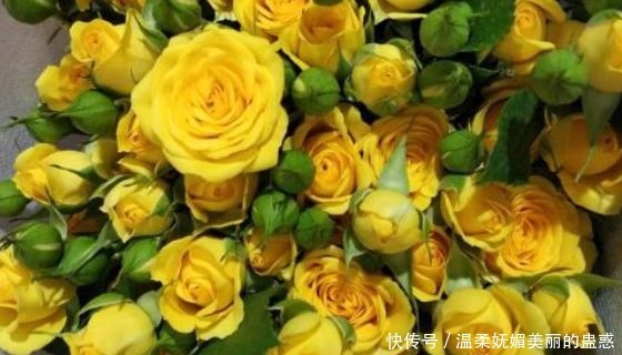 新手养花，不如养盆花中精品“梦幻芭比”，鲜艳明亮，花美色艳