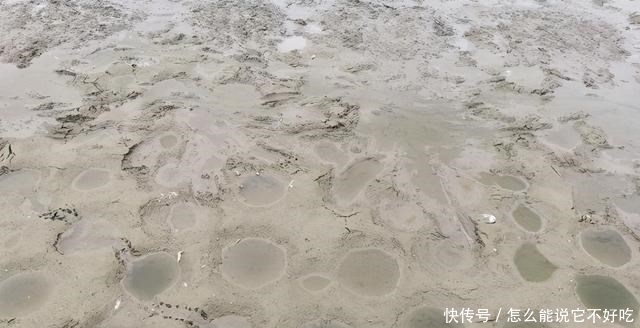 河道|普宁河道干涸,大量繁殖期罗非鱼搁浅河道,有人一筐筐捞走